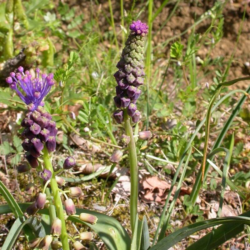 [SORTIE NATURE] BELLES PRINTANIÈRES